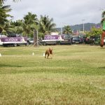 Le Club Canin de Pirae a accueilli le Championnat de Polynésie de chien d'utilité 2014